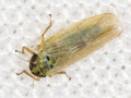 Macrosteles laevis